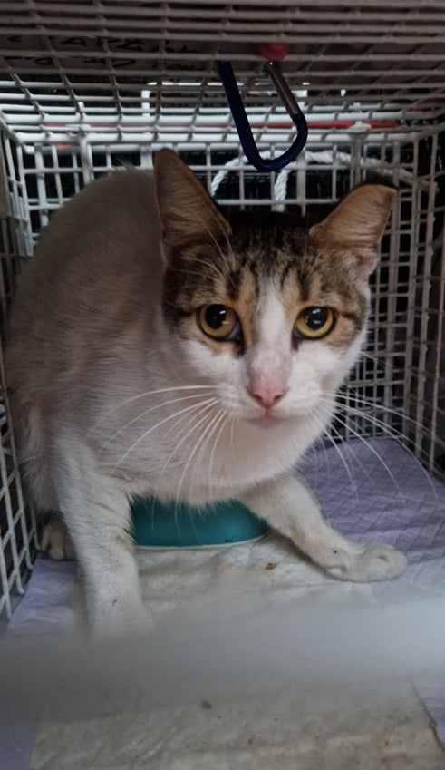 Female Neutering - TAMINA
