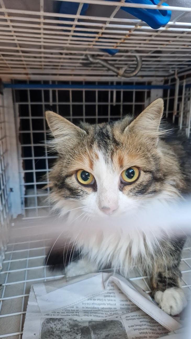 Female Neutering - LEMON