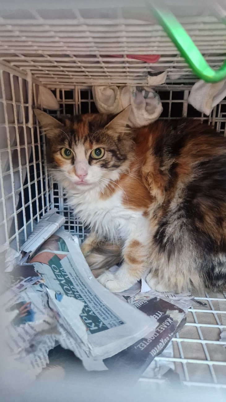 Female Neutering - LEXIE