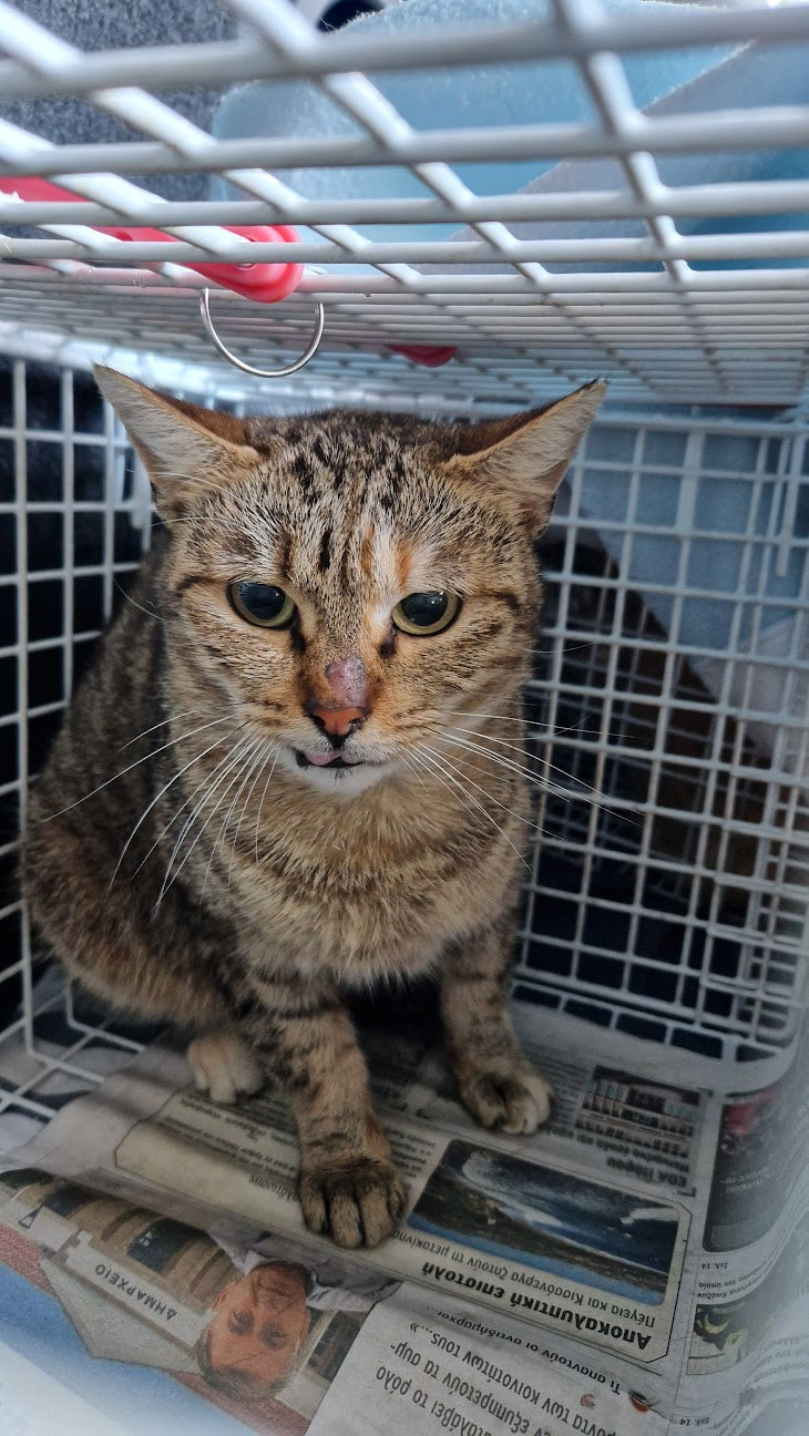 Female Neutering - 0107