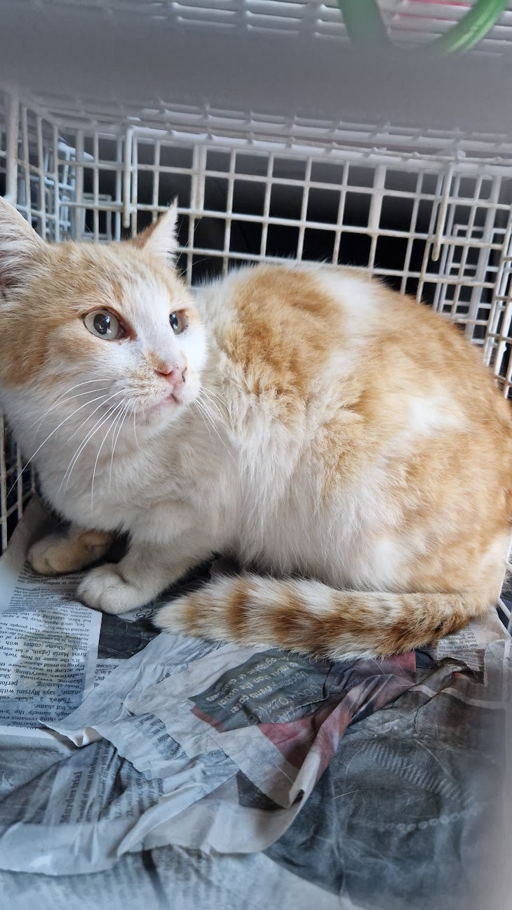 Female Neutering - 0108