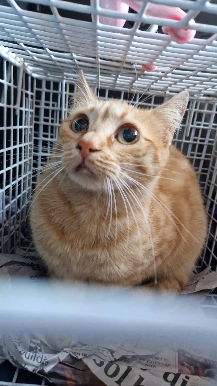 Female Neutering - 0109