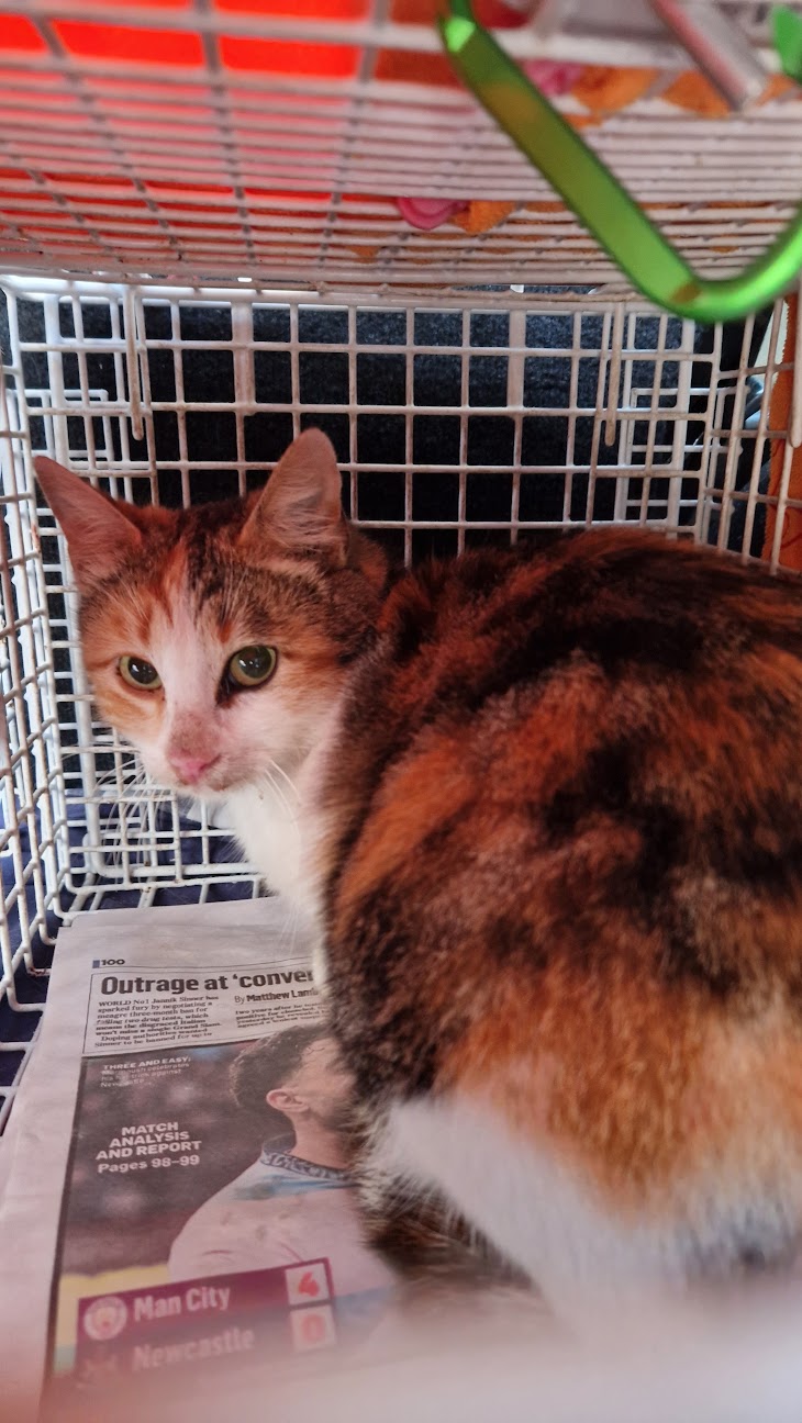 Female Neutering - 0110
