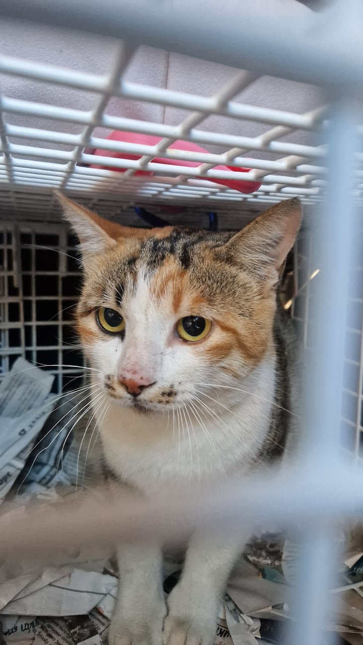 Female Neutering - 0077