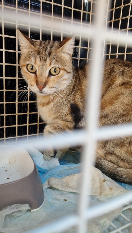 Female Neutering - LEE