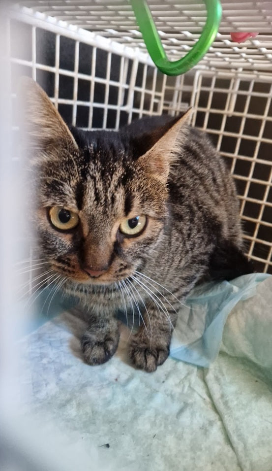 Female Neutering - LAYLA