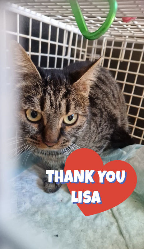 Female Neutering - LAYLA