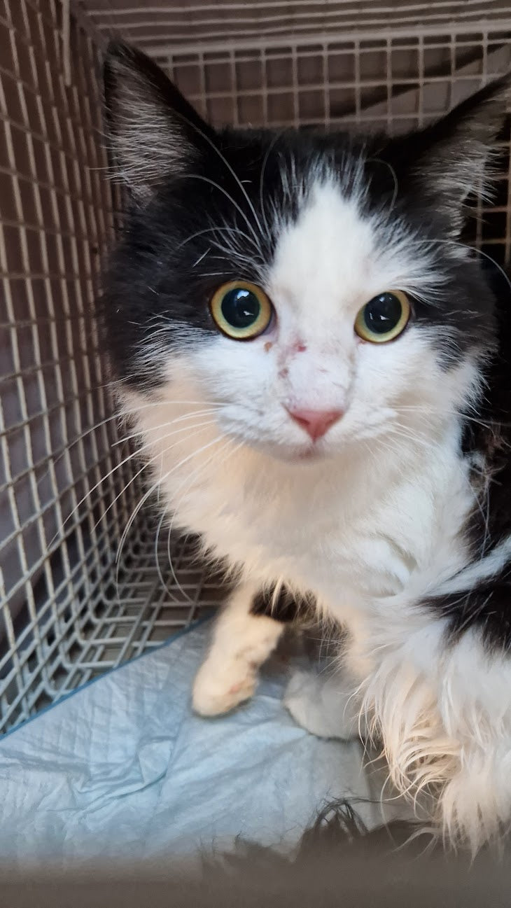 Female Neutering - 0079