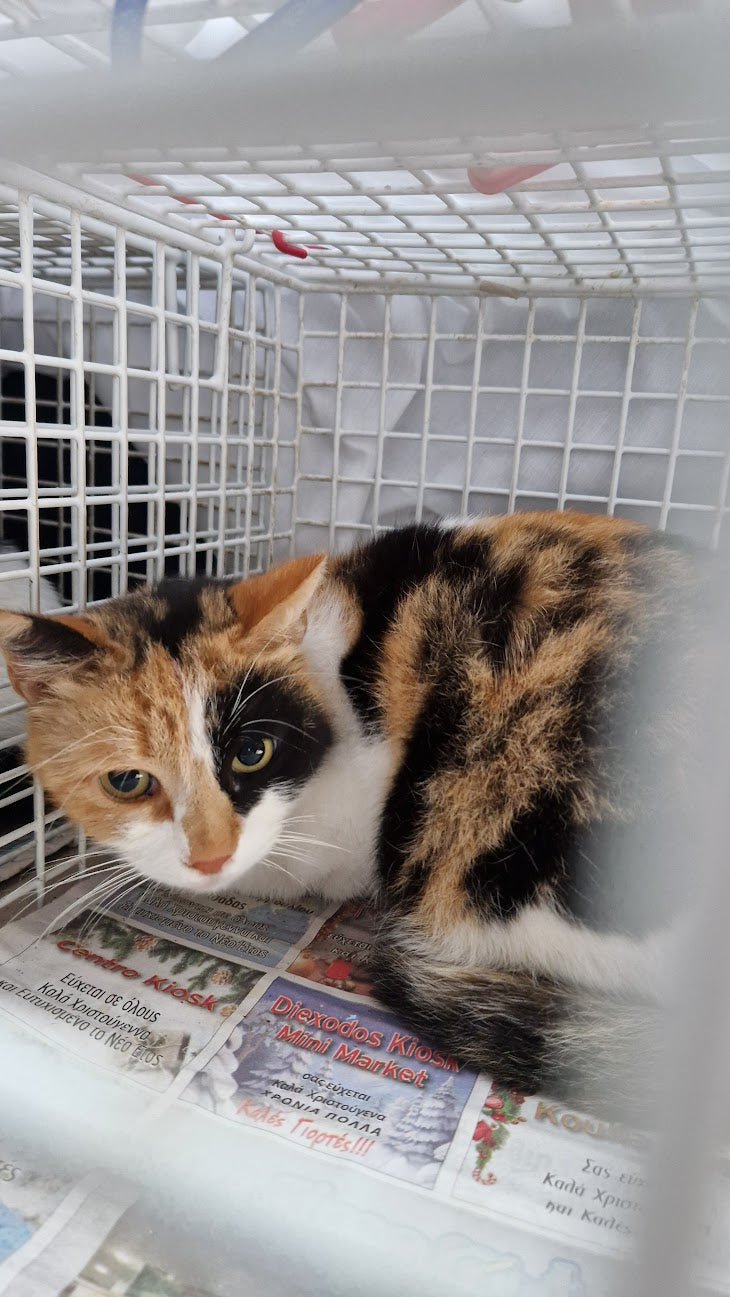 Female Neutering - 0080