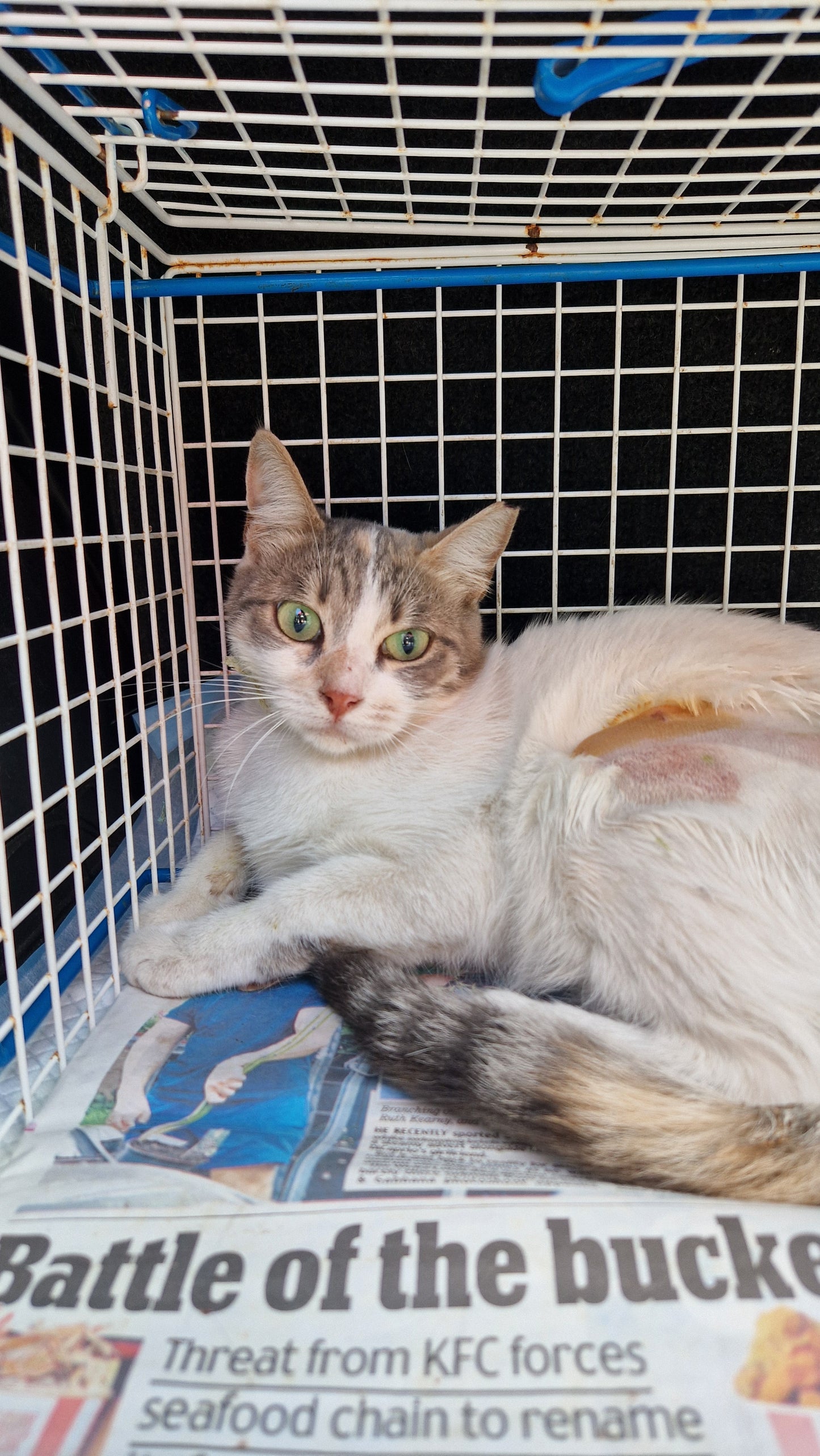 Female Neutering - ELLY