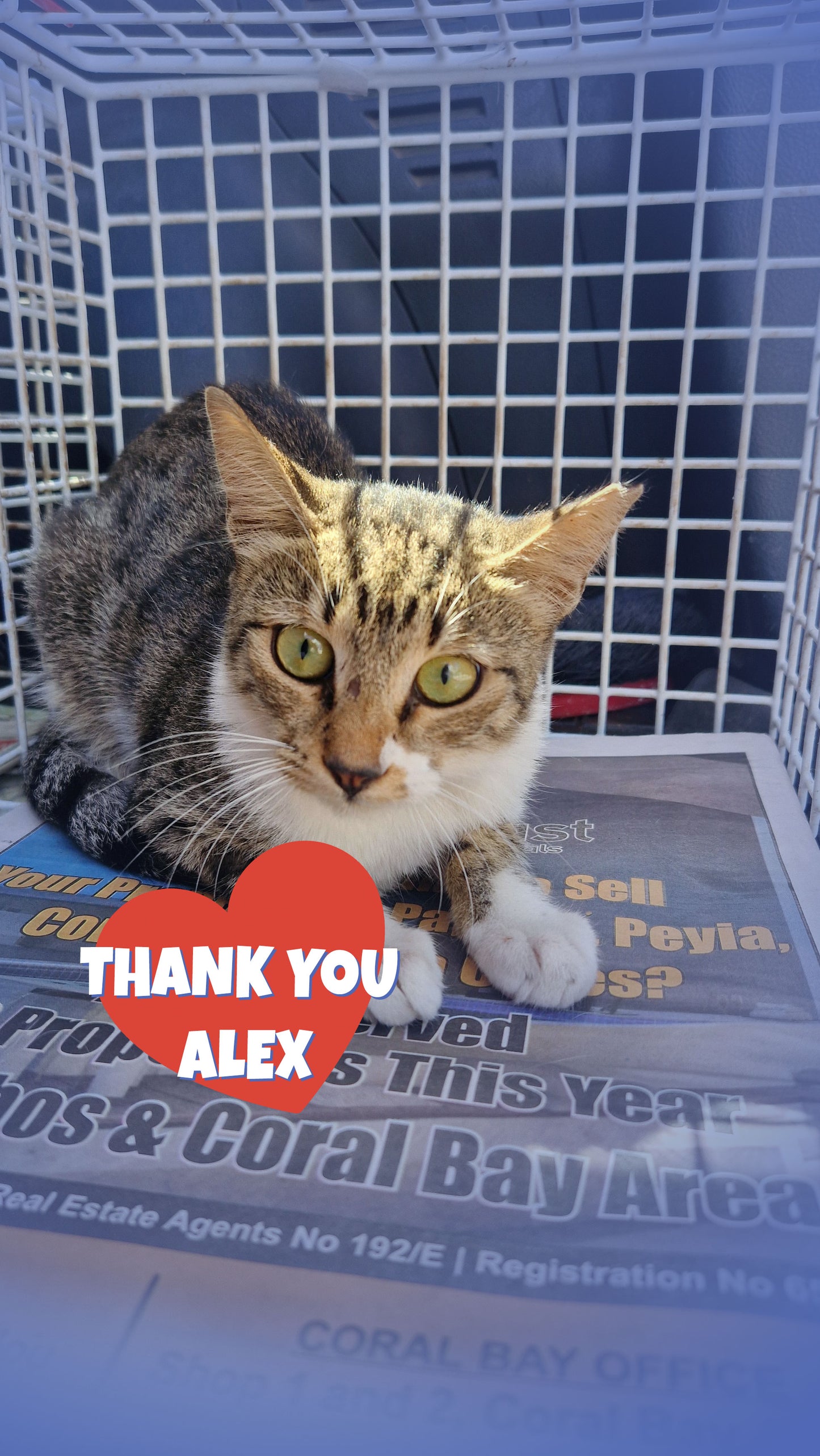 Female Neutering - SHERY