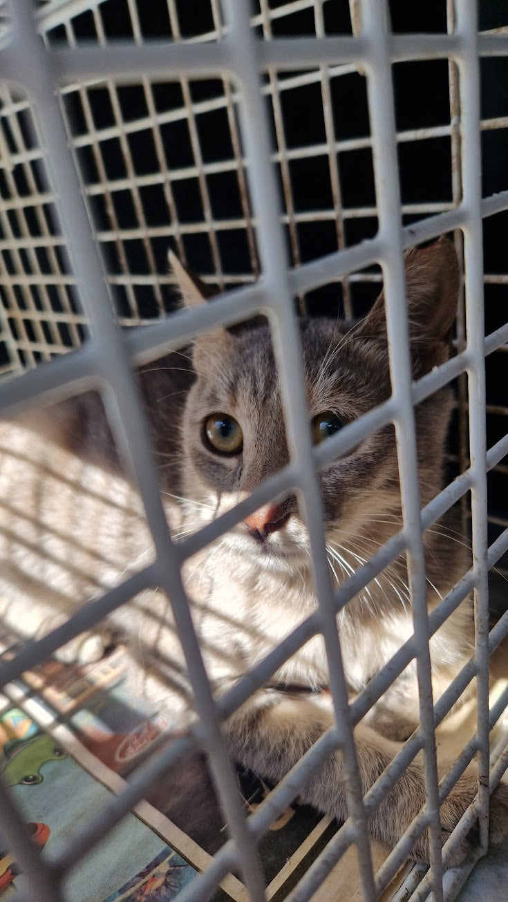 Female Neutering - VESTA