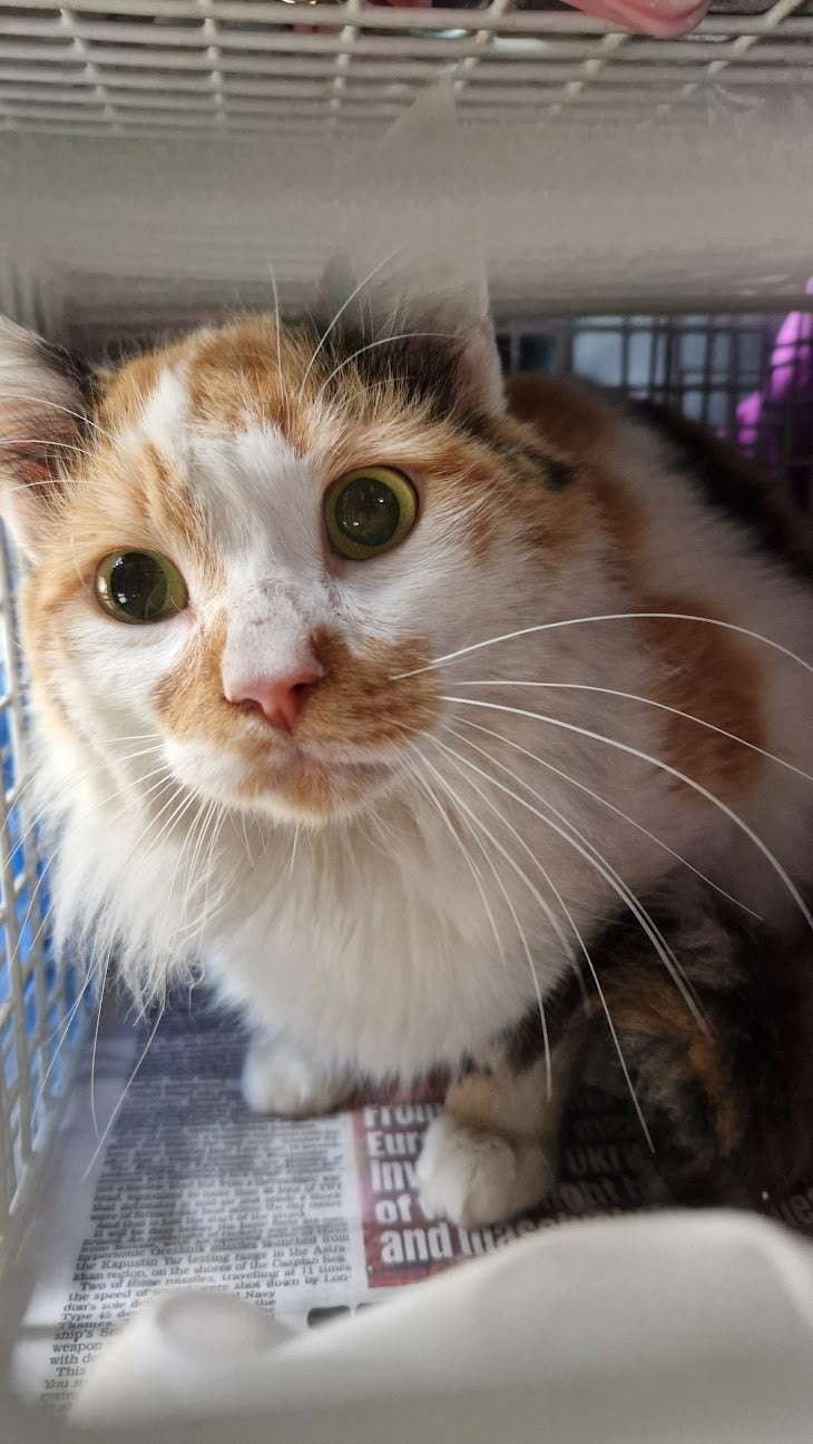 Female Neutering - 0081