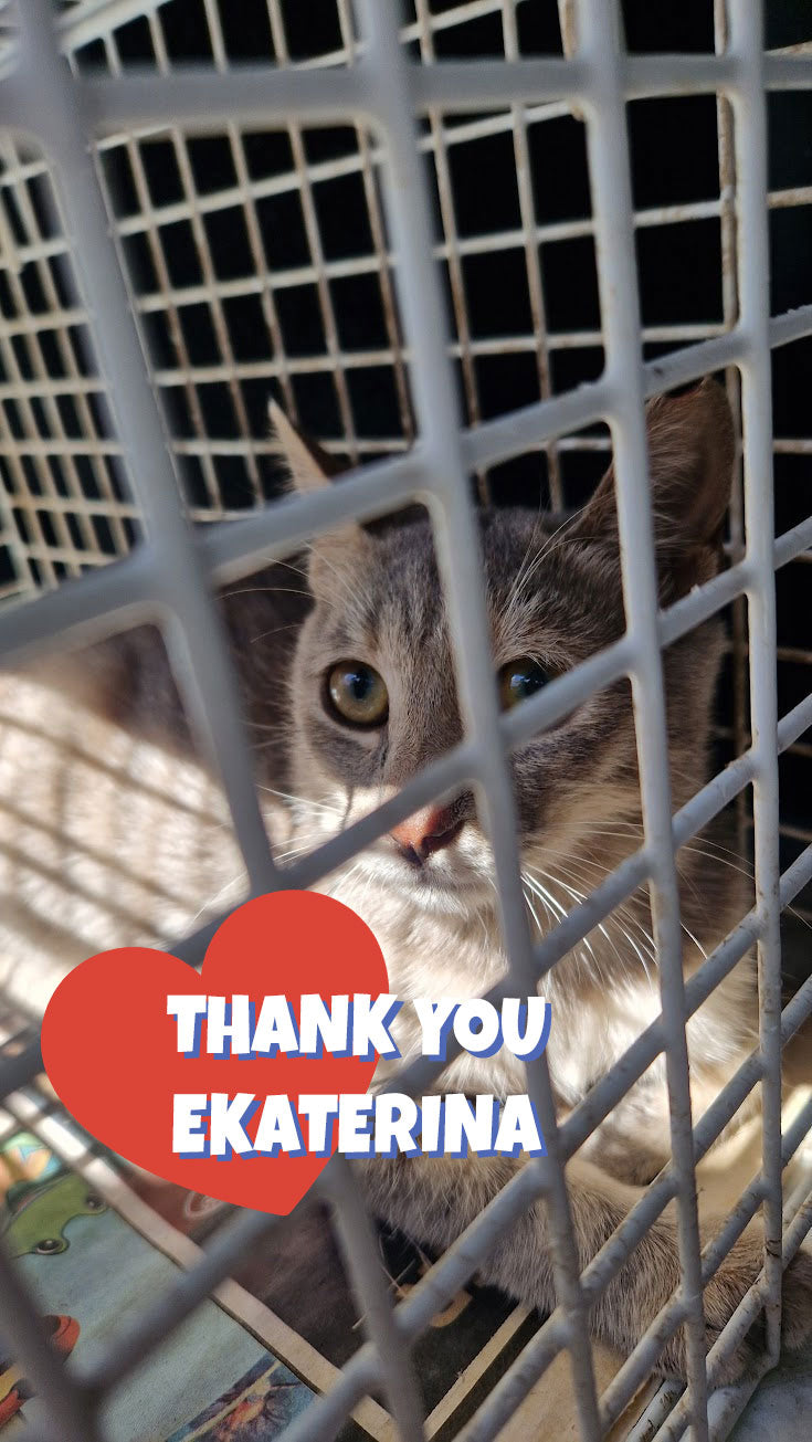 Female Neutering - VESTA