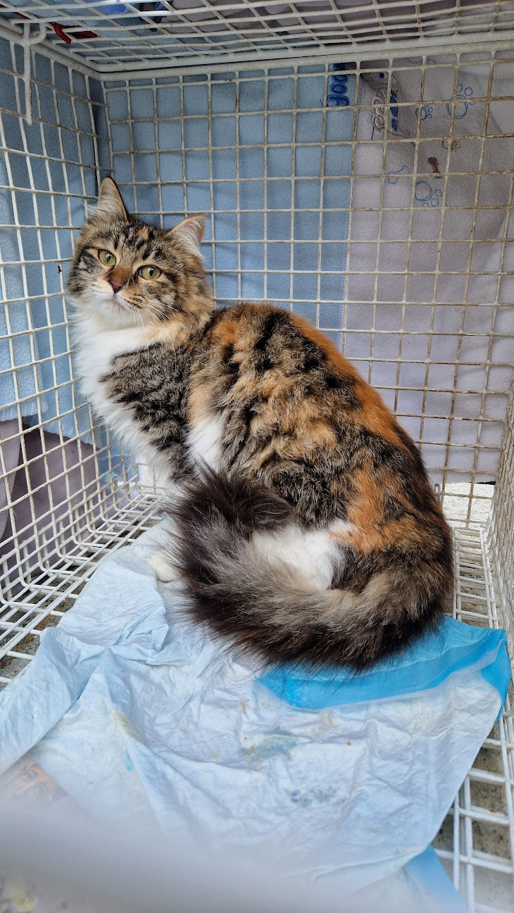 Female Neutering - 0082