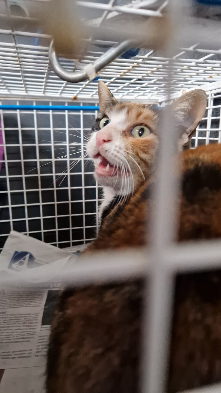 Female Neutering - 0083