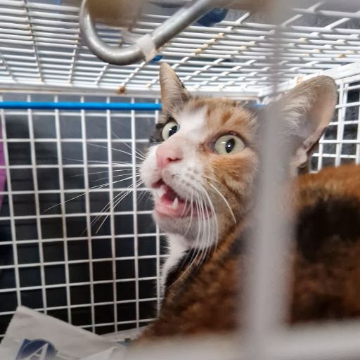 Female Neutering - 0083