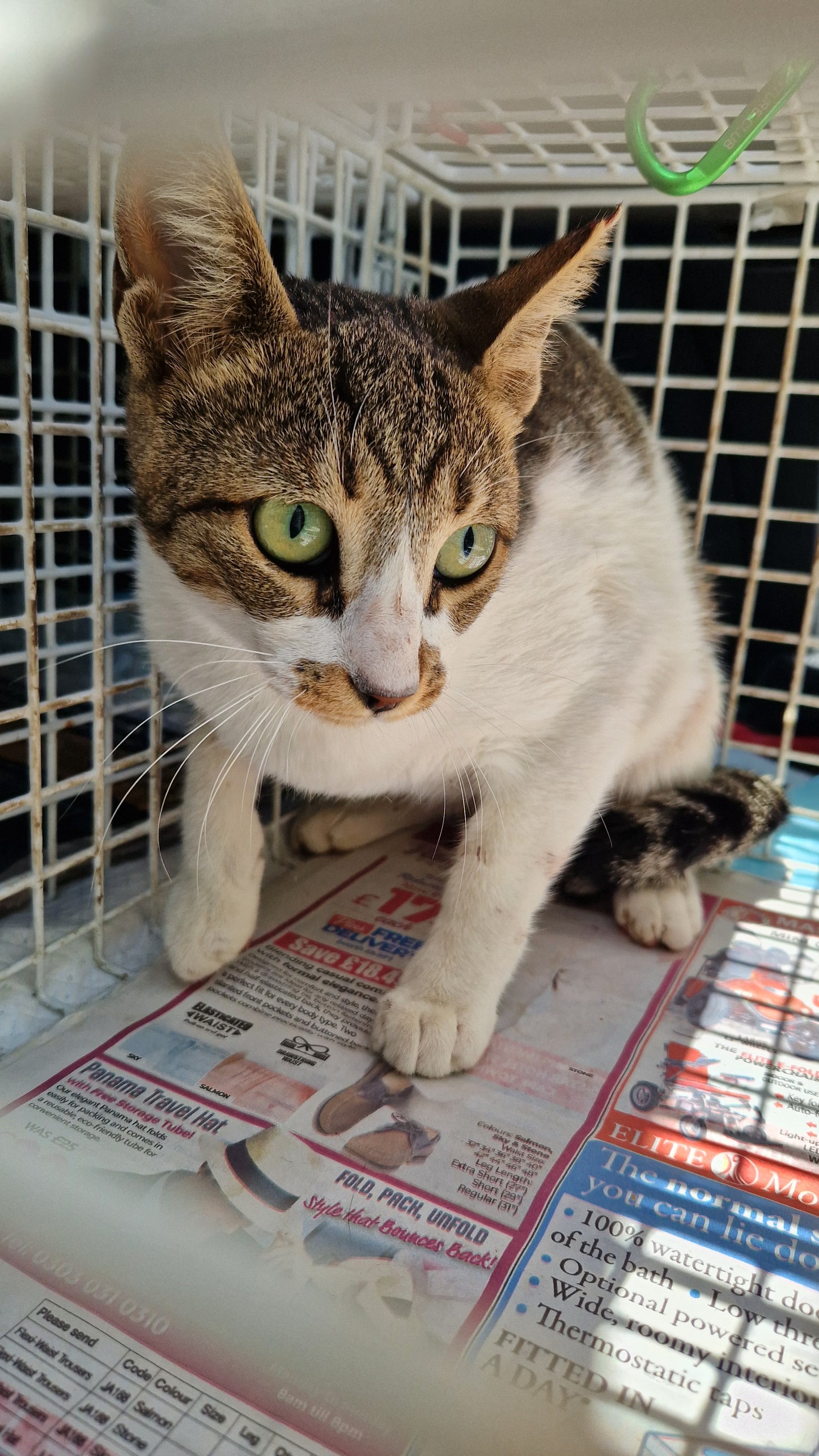 Female Neutering - ISKRA