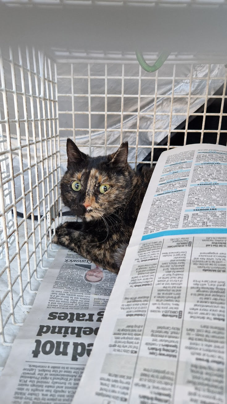 Female Neutering - MAPLE