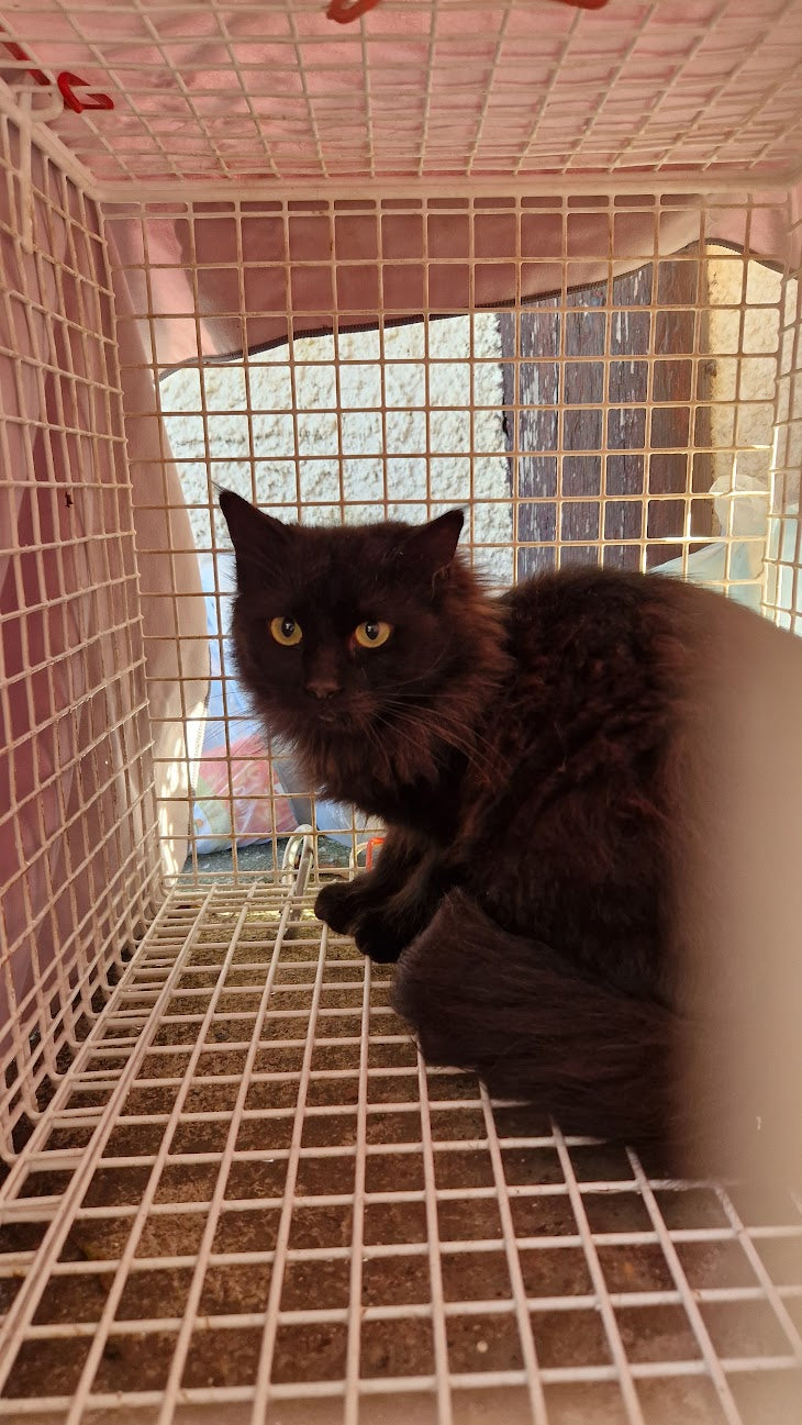 Female Neutering - 0086