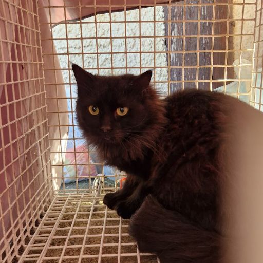 Female Neutering - 0086