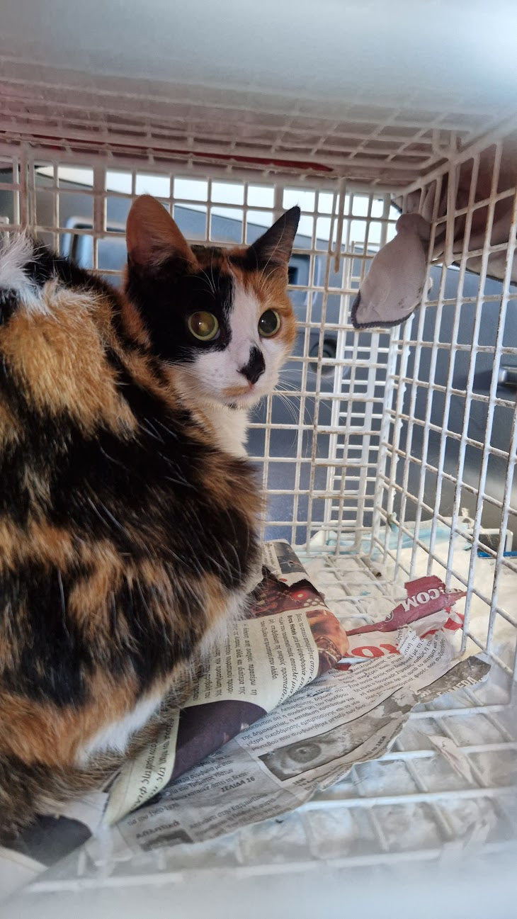 Female Neutering - TESS