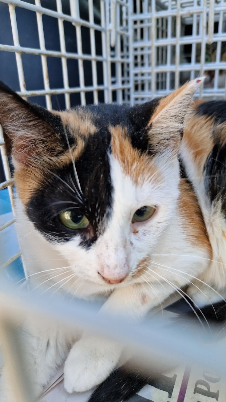 Female Neutering - ELOWEN