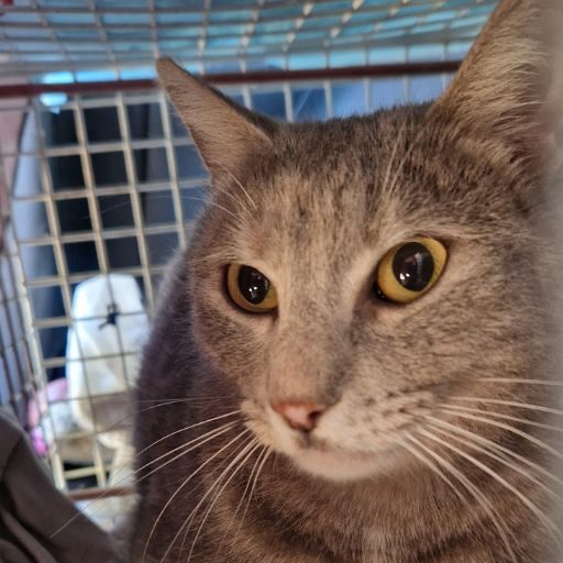 Female Neutering - 0088