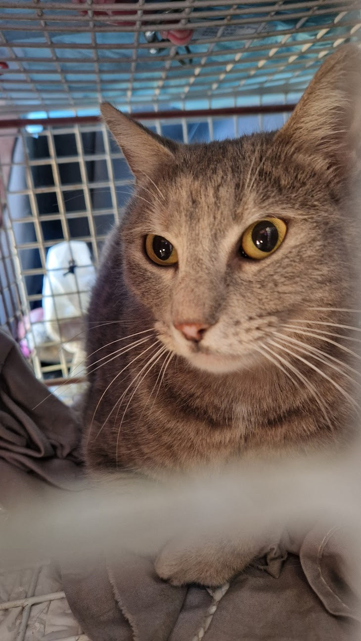 Female Neutering - 0088