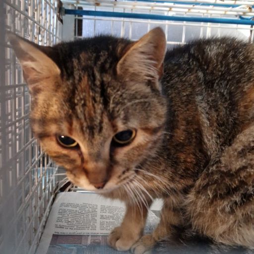 Female Neutering - 0089