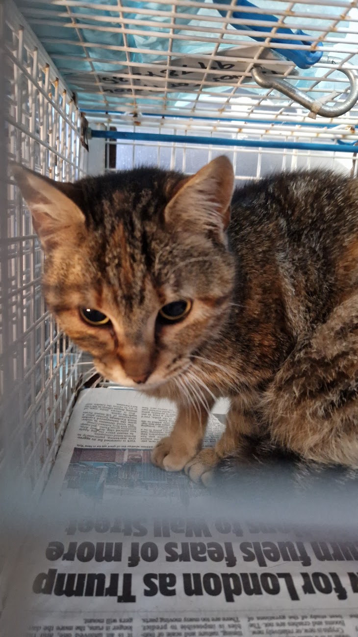 Female Neutering - 0089