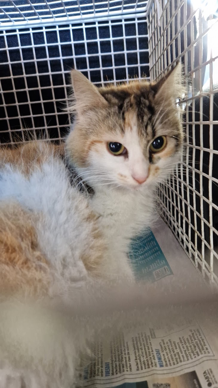 Female Neutering - 0090