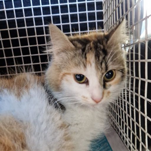 Female Neutering - 0090