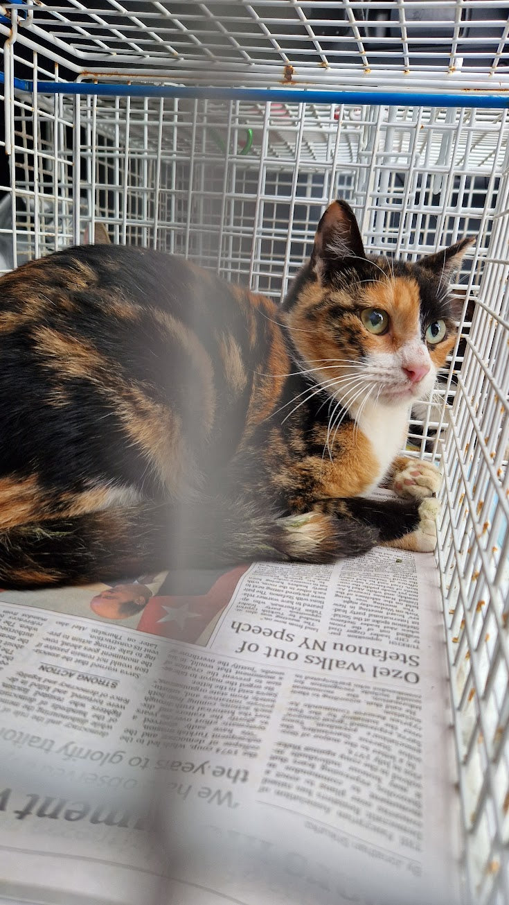 Female Neutering - Vespera