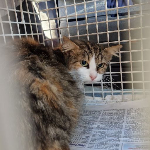 Female Neutering - 0091