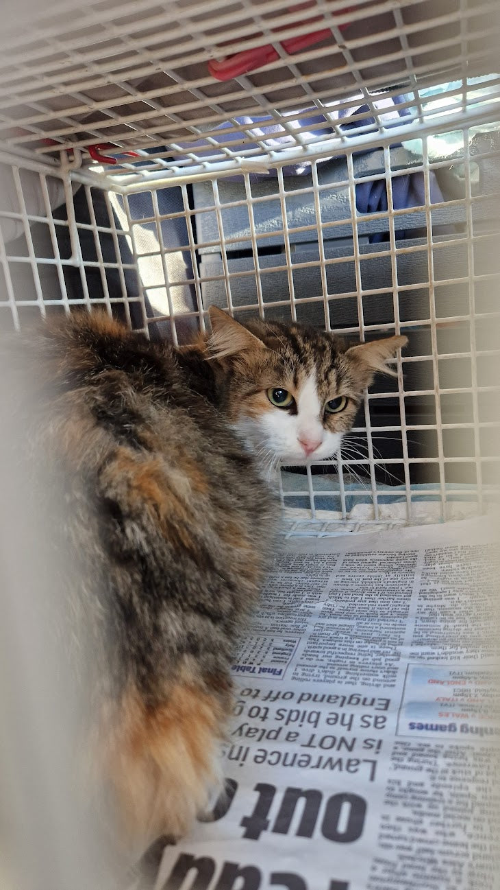 Female Neutering - 0091
