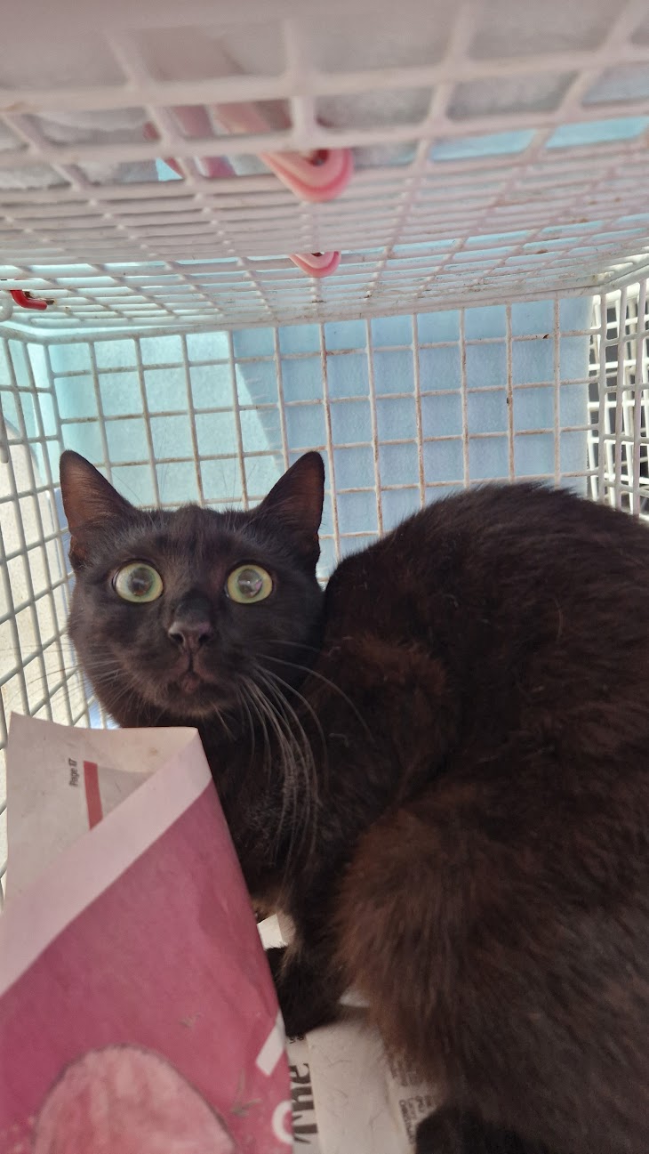 Female Neutering - 0092