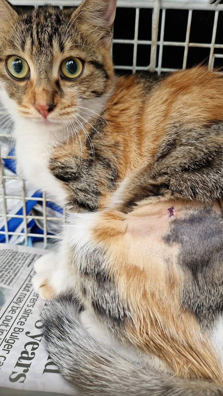 Female Neutering - LUCY