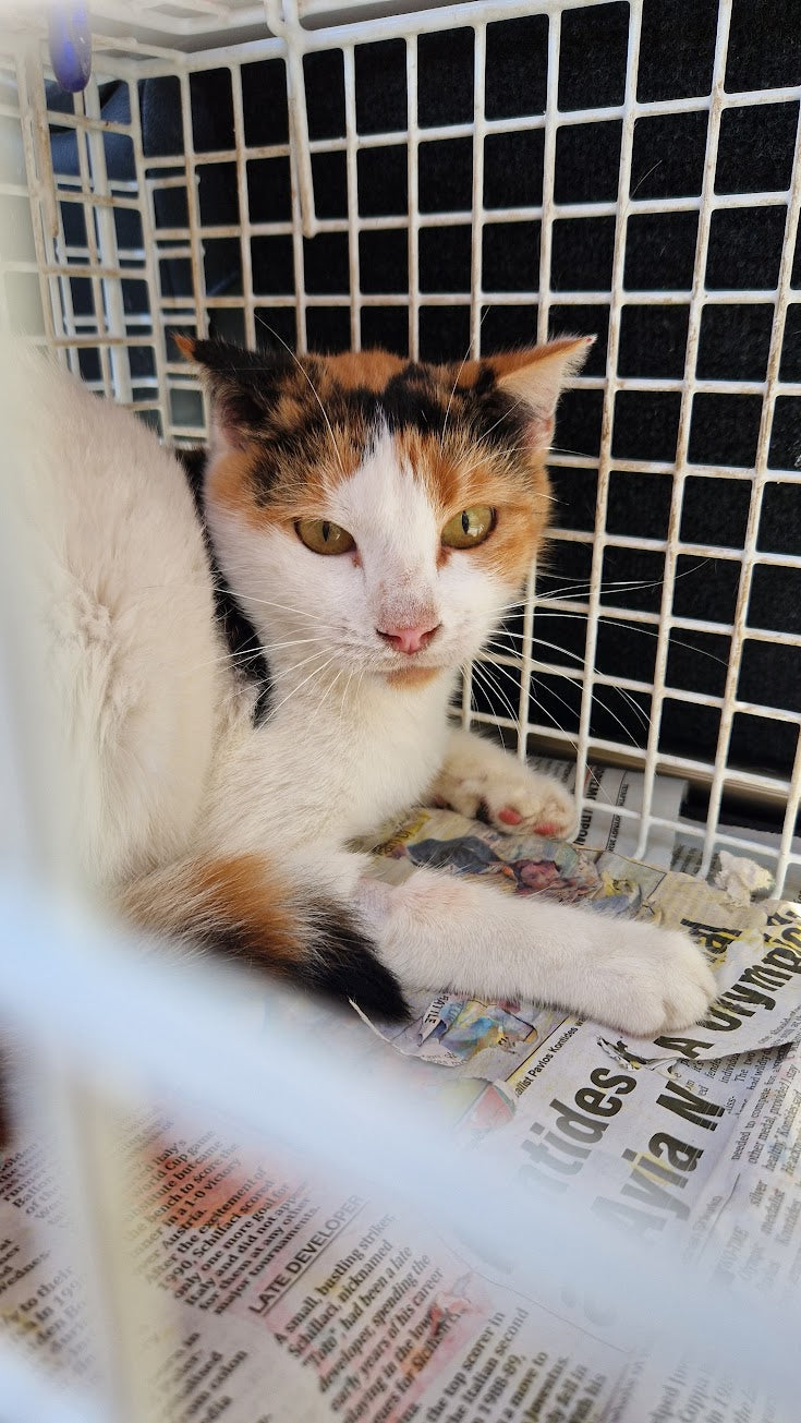 Female Neutering - MIRELLA