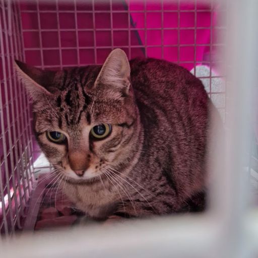 Female Neutering - 0093