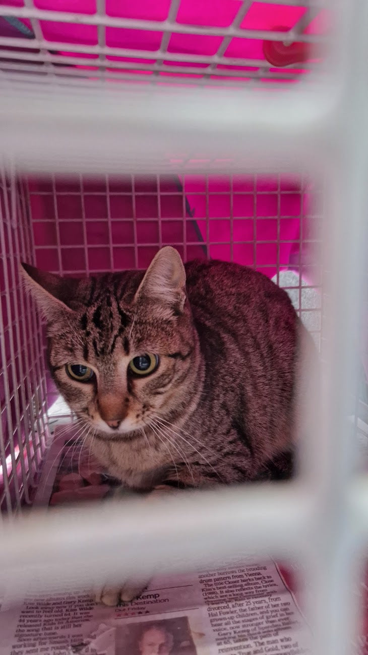 Female Neutering - 0093