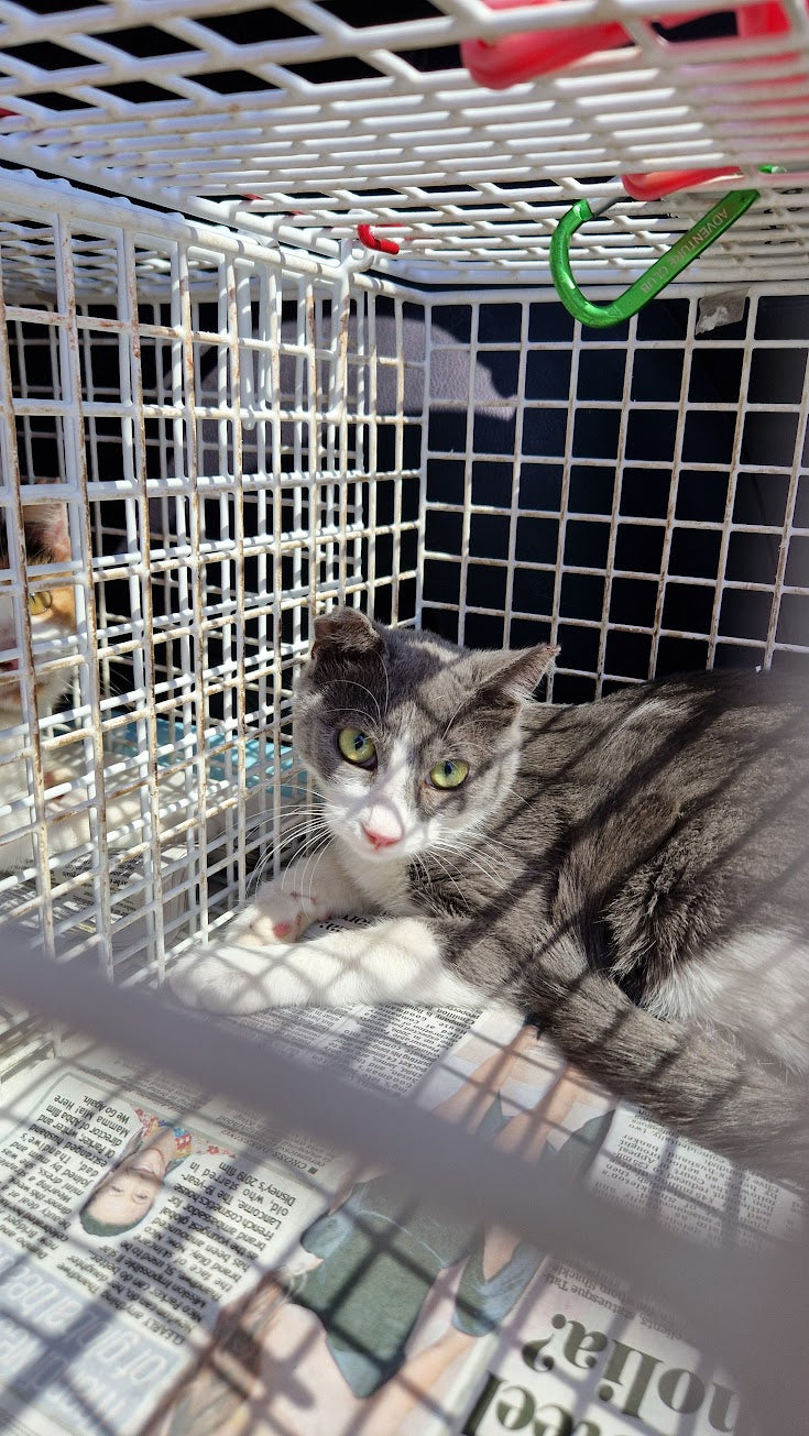 Female Neutering - ISOLDE