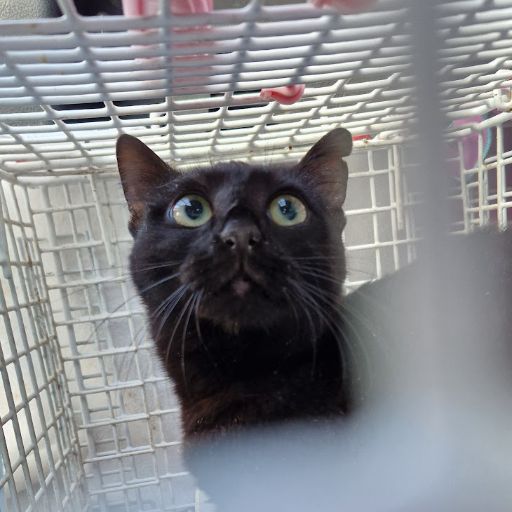 Female Neutering - 0094