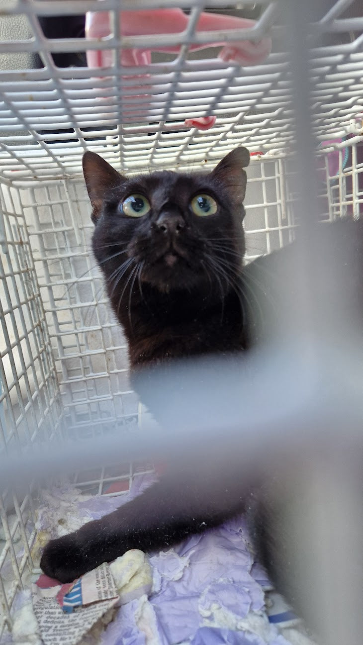 Female Neutering - 0094
