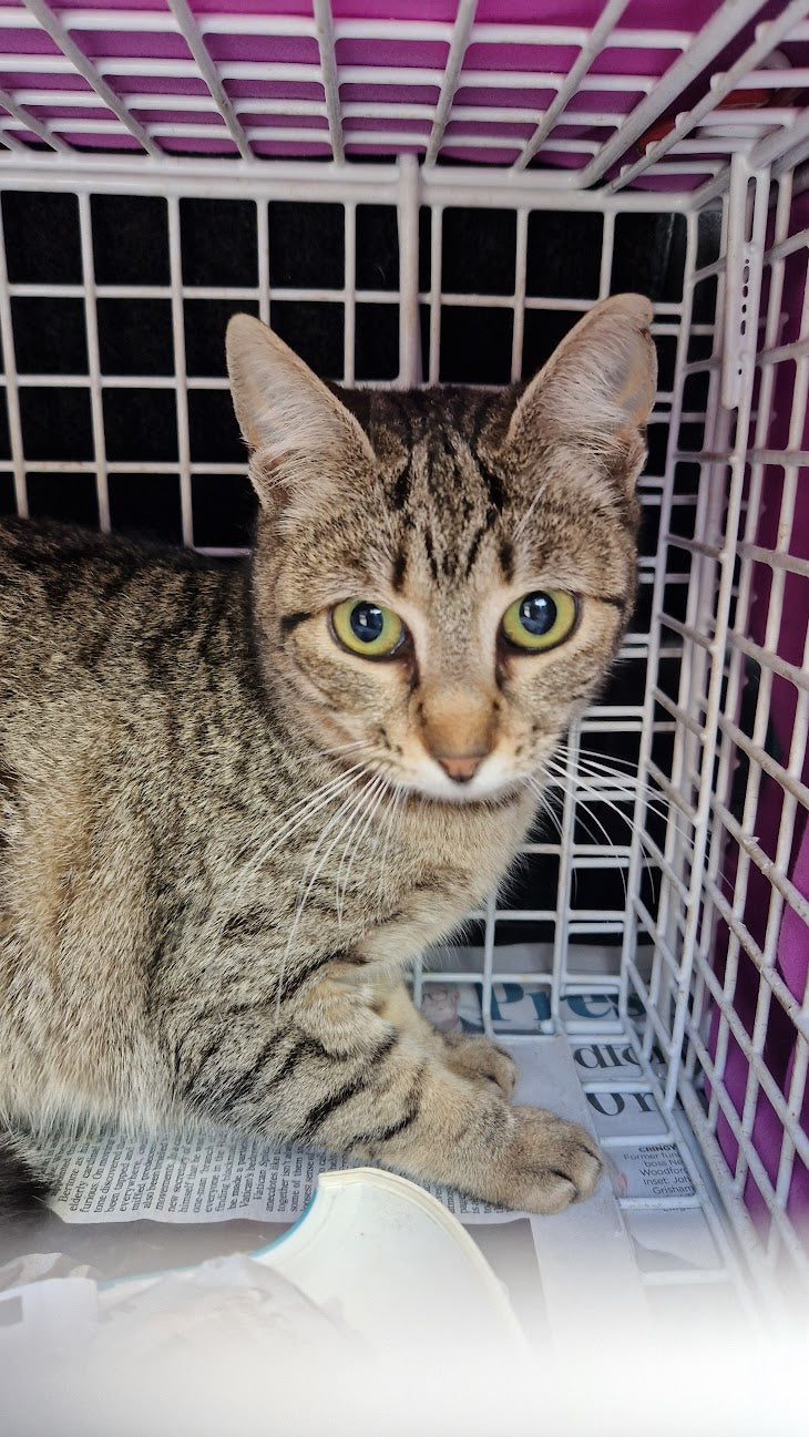 Female Neutering - 0095