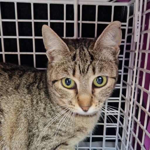 Female Neutering - 0095