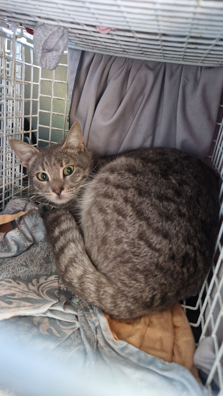 Female Neutering - 0096