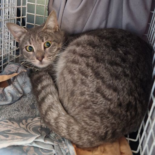 Female Neutering - 0096
