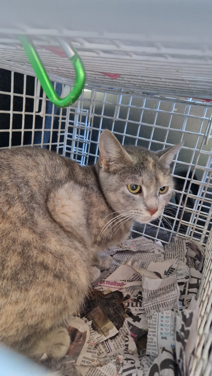 Female Neutering - 0097