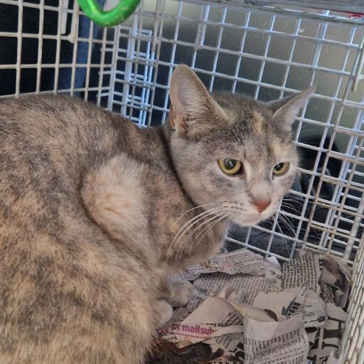 Female Neutering - 0097